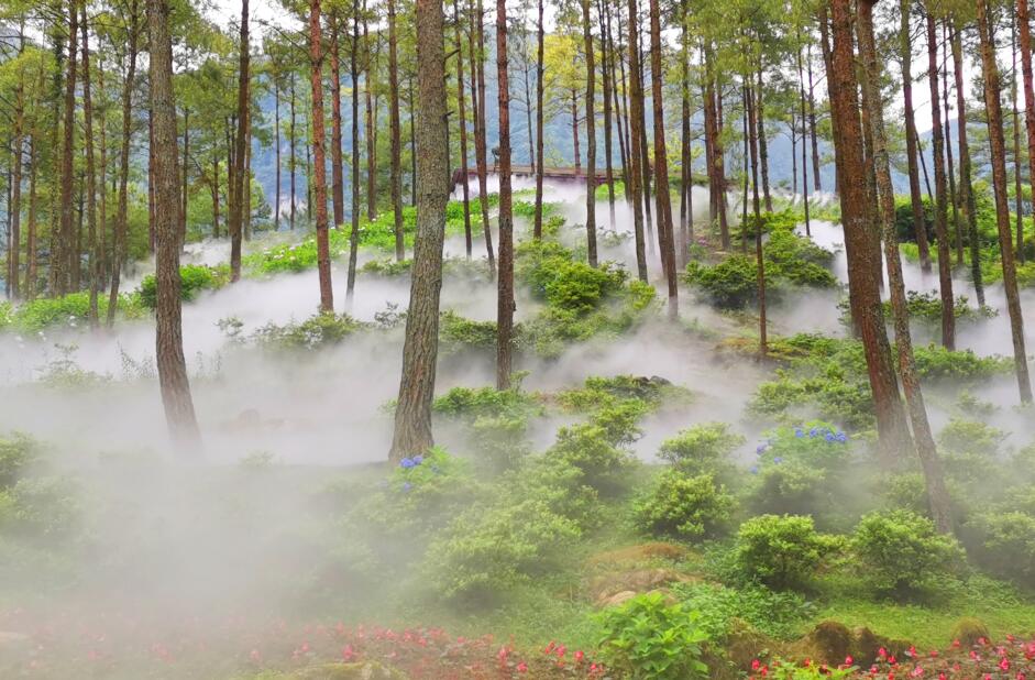 涪陵大木花谷景區(qū)霧森造景